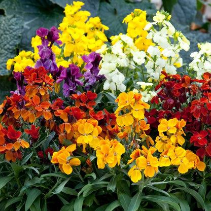 Seminte flori Micsunele (Cheiranthus cheiri) mix 0.3g