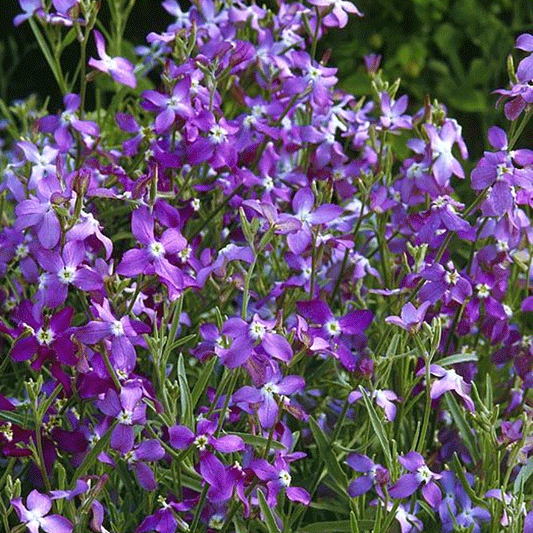 Seminte flori Micsunele (Matthiola longipetala) mov 1g