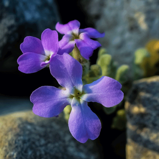 Seminte flori Micsunele (Matthiola longipetala) mov 1g