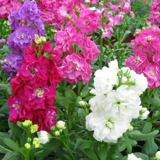 Seminte flori Mixandre (Matthiola incana) mix 0.2g