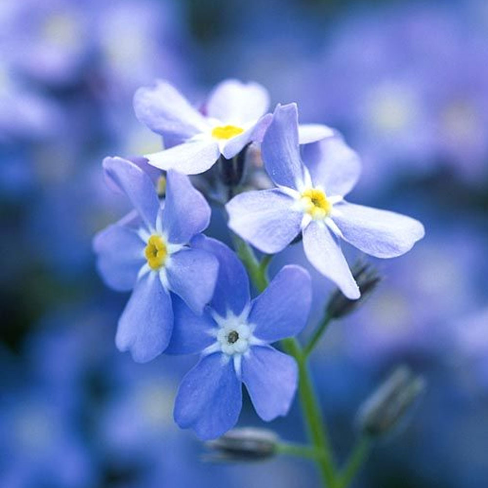 Seminte flori Nu ma uita (Myosotis sylvatica) albastra 0.25g
