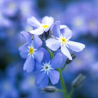 Thumbnail for Seminte flori Nu ma uita (Myosotis sylvatica) albastra 0.25g