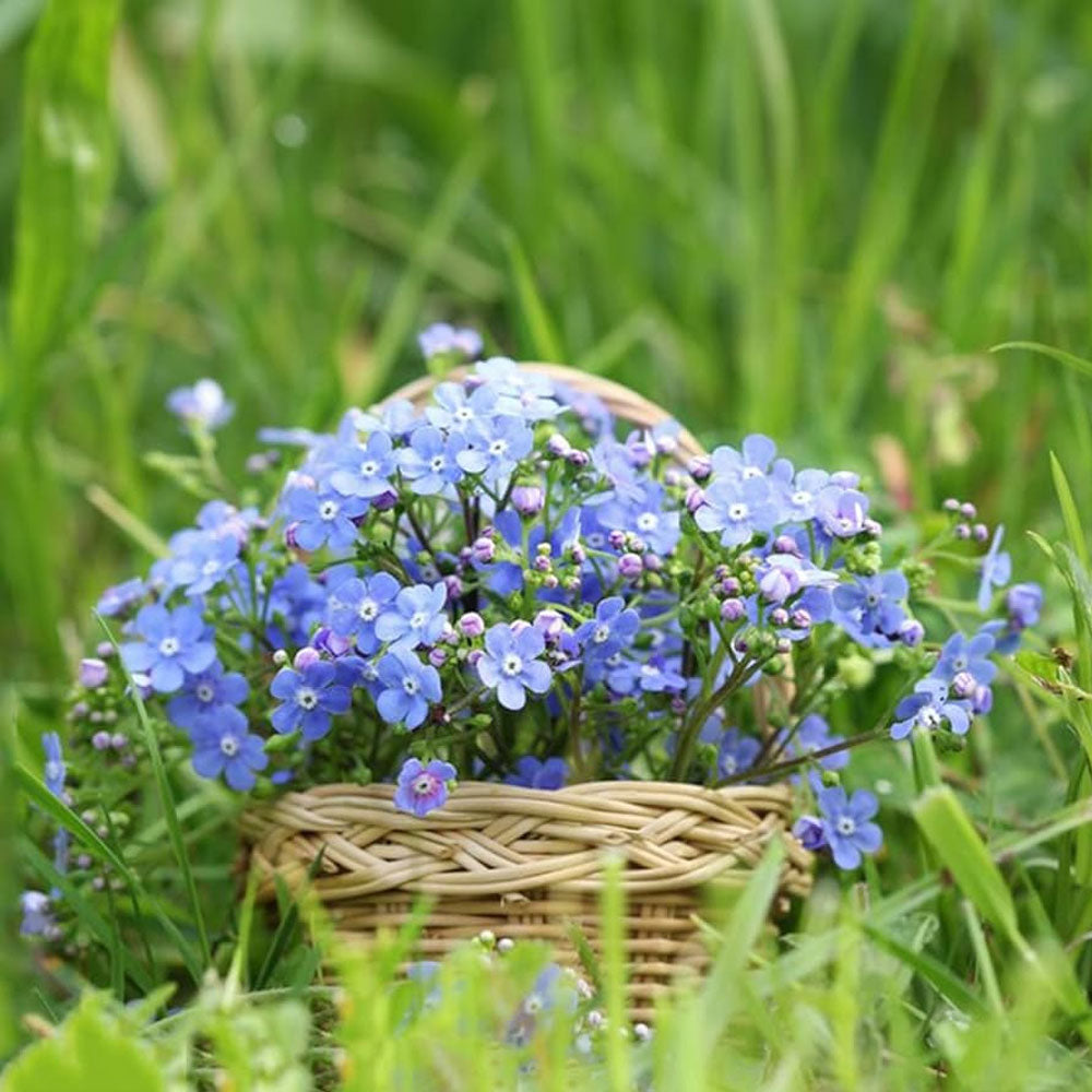 Seminte flori Nu ma uita (Myosotis sylvatica) albastra 0.25g