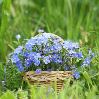 Thumbnail for Seminte flori Nu ma uita (Myosotis sylvatica) albastra 0.25g