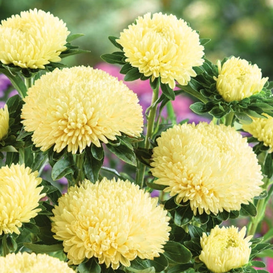 Seminte flori Ochiul Boului Paeonia Janina (Callistephus Chinensis) galben 0.4g