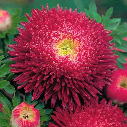Seminte flori Ochiul Boului Paeonia (Callistephus Chinensis) rosu 0.4g