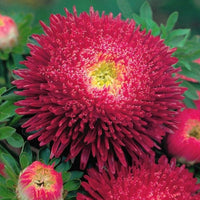 Thumbnail for Seminte flori Ochiul Boului Paeonia (Callistephus Chinensis) rosu 0.4g