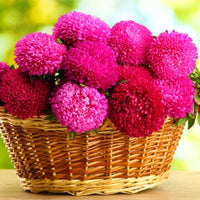 Thumbnail for Seminte flori Ochiul Boului Paeonia (Callistephus Chinensis) rosu 0.4g