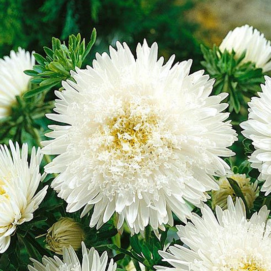Seminte flori Ochiul Boului Princess (Callistephus Chinensis) alb 0.3g