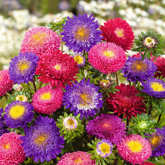 Seminte flori Ochiul Boului Princess (Callistephus Chinensis) mix 1g