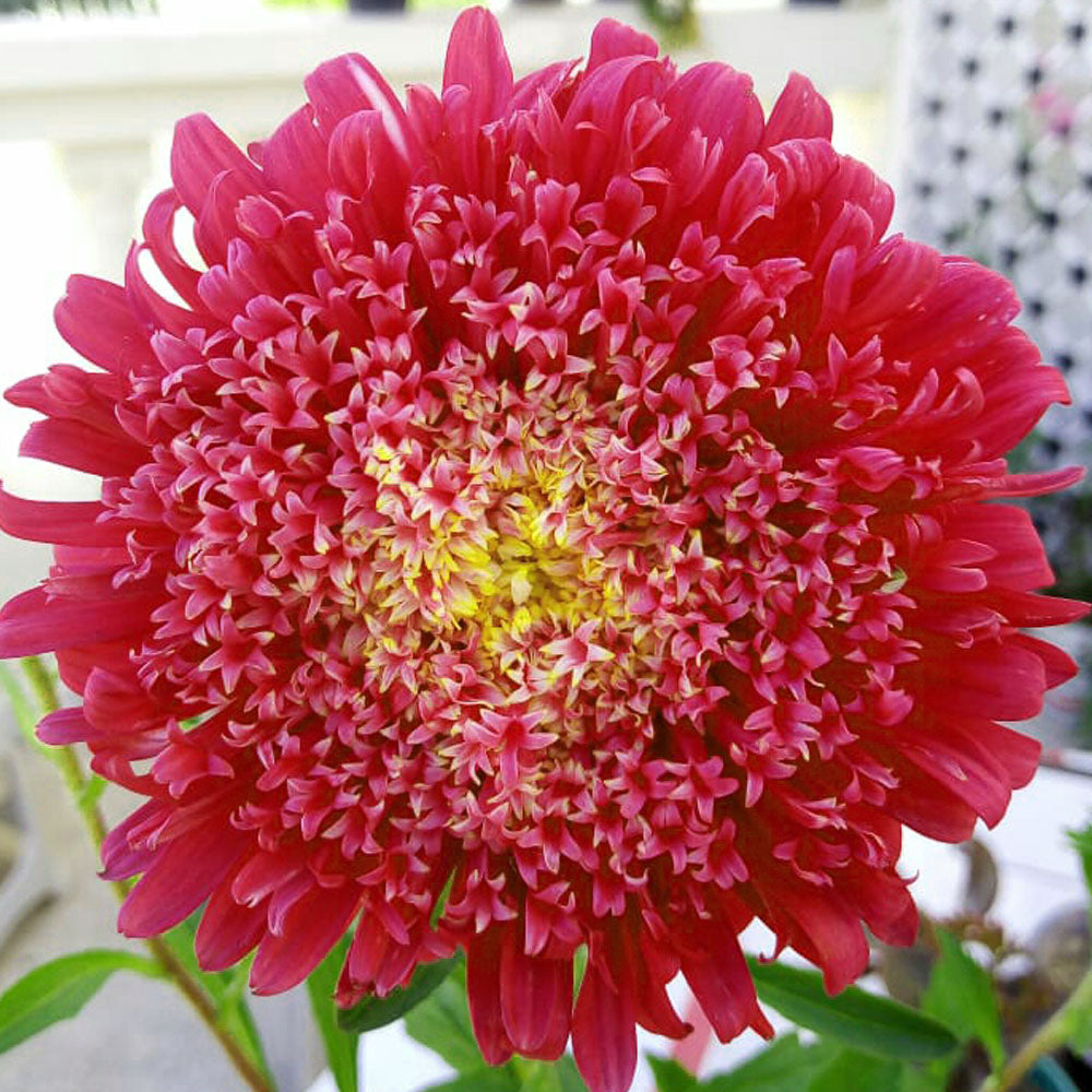 Seminte flori Ochiul Boului Princess (Callistephus Chinensis) rosu 1g