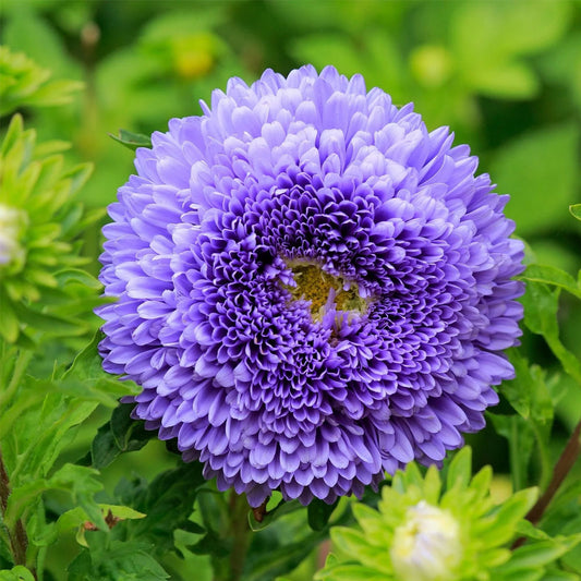 Seminte flori Ochiul Boului Princess (Callistephus Chinensis) albastru 0.4g