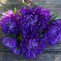 Thumbnail for Seminte flori Ochiul Boului Princess (Callistephus Chinensis) albastru 0.4g