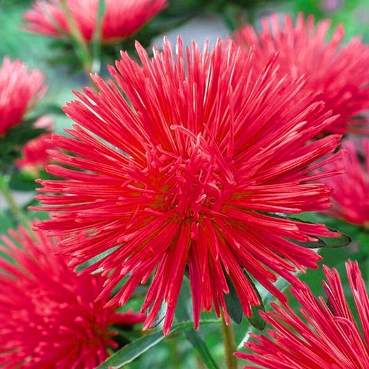 Seminte flori Ochiul Boului Strahlen (Callistephus Chinensis) rosu 1g