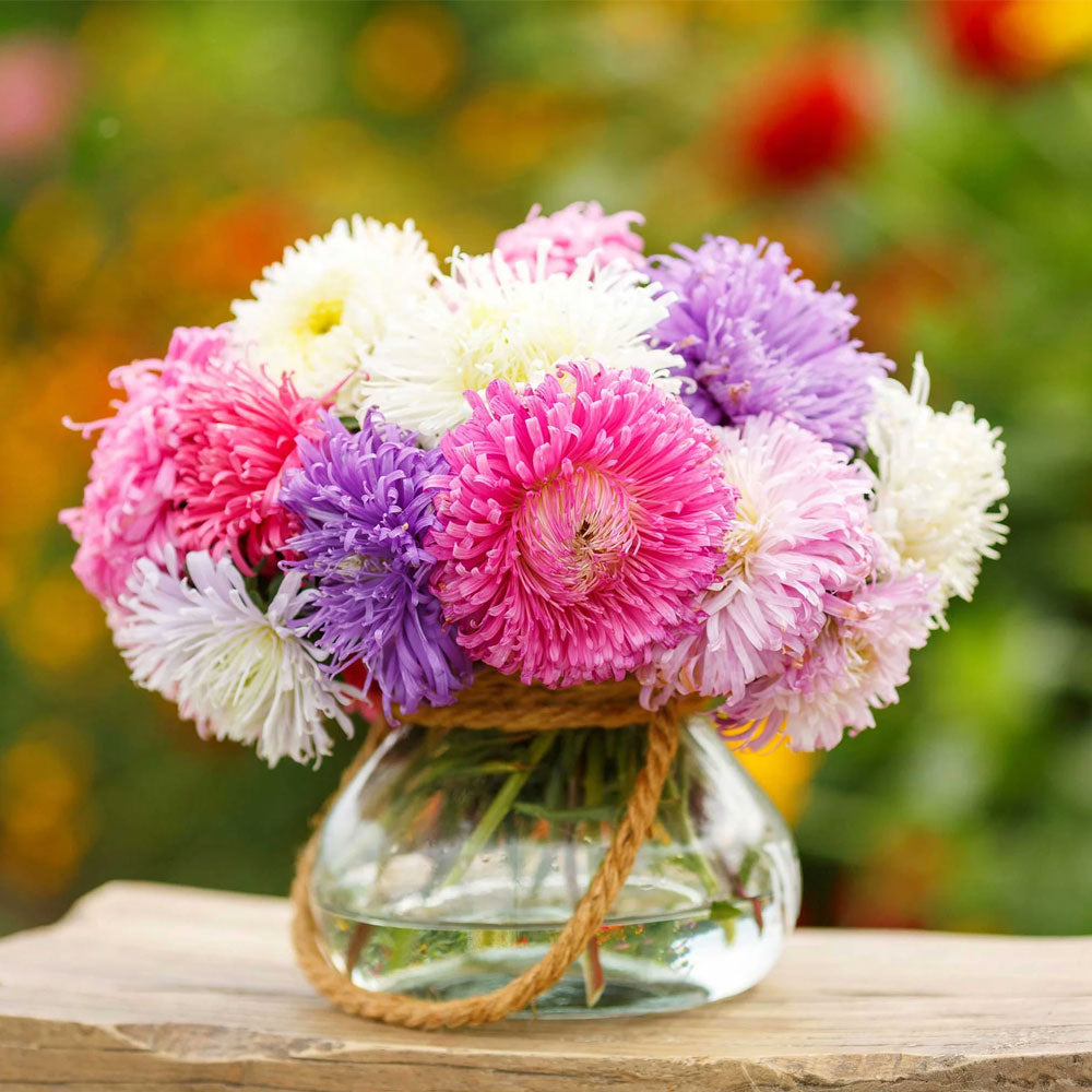 Seminte flori Ochiul Boului Straussenfeder (Callistephus Chinensis) Mix 1 g