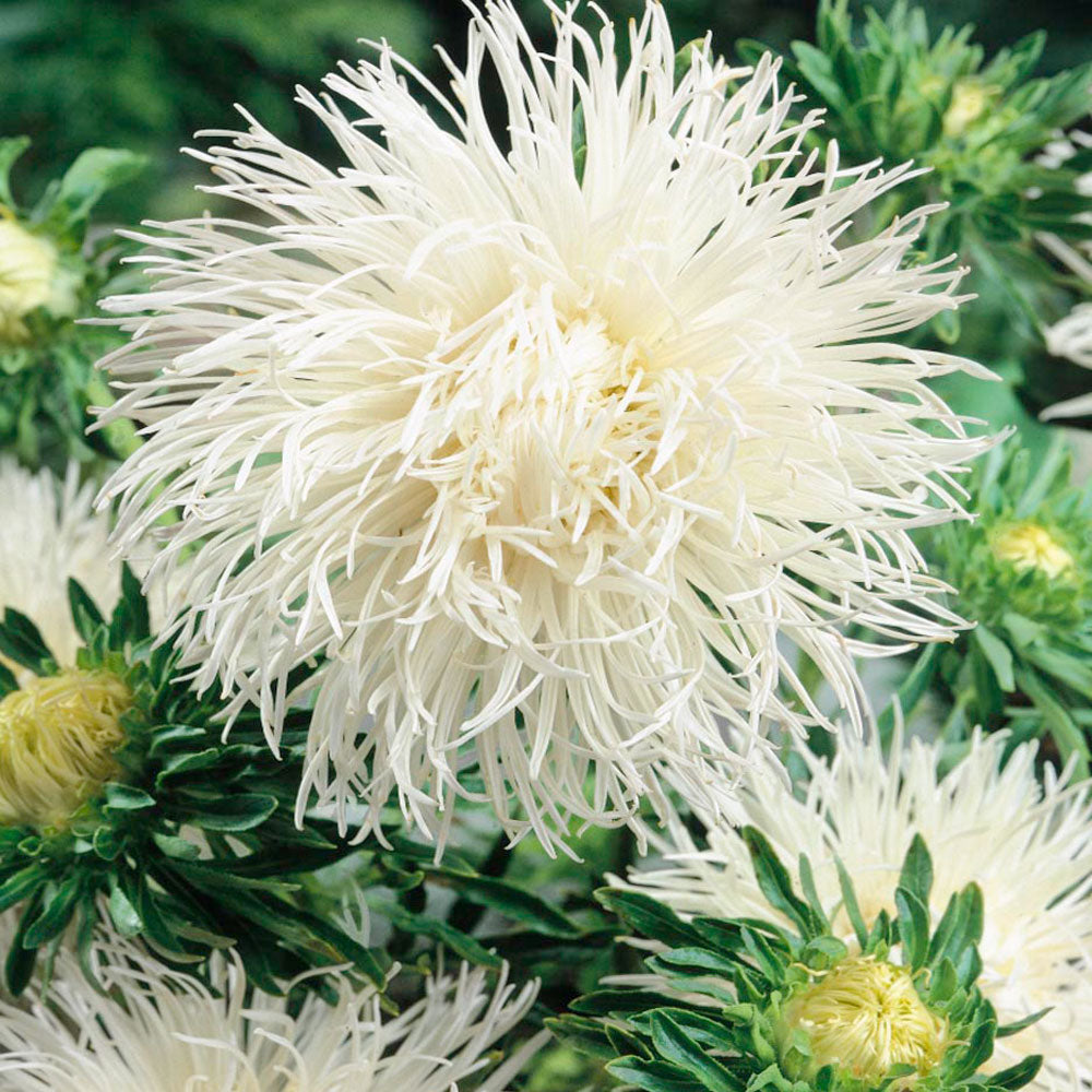 Seminte flori Ochiul Boului Strahlen (Callistephus Chinensis) alb 1g