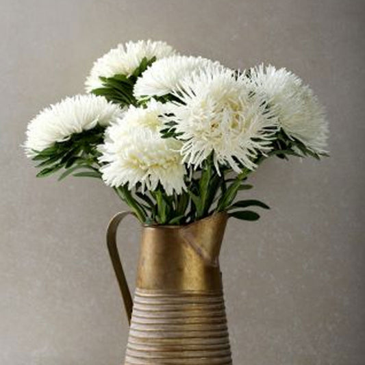 Seminte flori Ochiul Boului Strahlen (Callistephus Chinensis) alb 1g