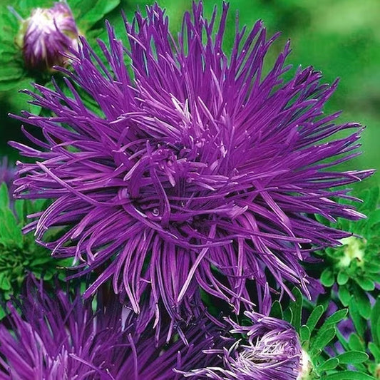 Seminte flori Ochiul Boului Strahlen (Callistephus Chinensis) albastru 1g