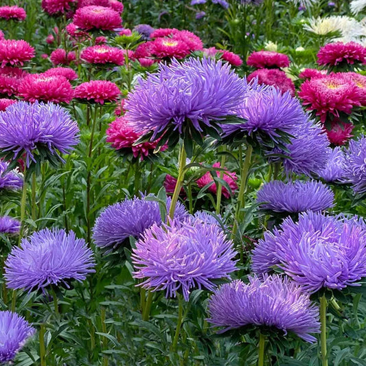 Seminte flori Ochiul Boului Strahlen (Callistephus Chinensis) albastru 1g