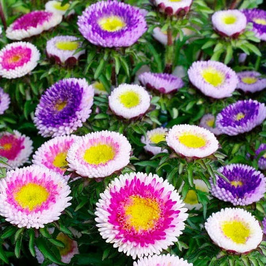 Seminte flori Ochiul Boului bicolor (Callistephus Chinensis) mix 0.3g