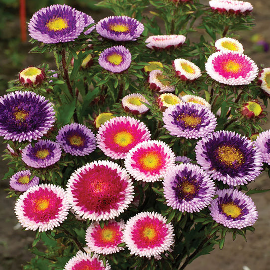 Seminte flori Ochiul Boului bicolor (Callistephus Chinensis) mix 0.3g