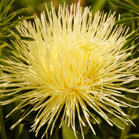 Seminte flori Ochiul boului Harz (Callistephus chinensis) galben 0.4g