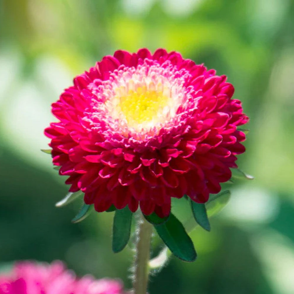 Seminte flori Ochiul boului Pompon (Callistephus chinensis) rosu cu alb 0.4g