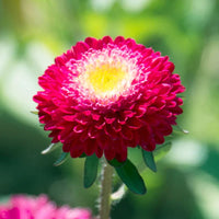 Thumbnail for Seminte flori Ochiul boului Pompon (Callistephus chinensis) rosu cu alb 0.4g