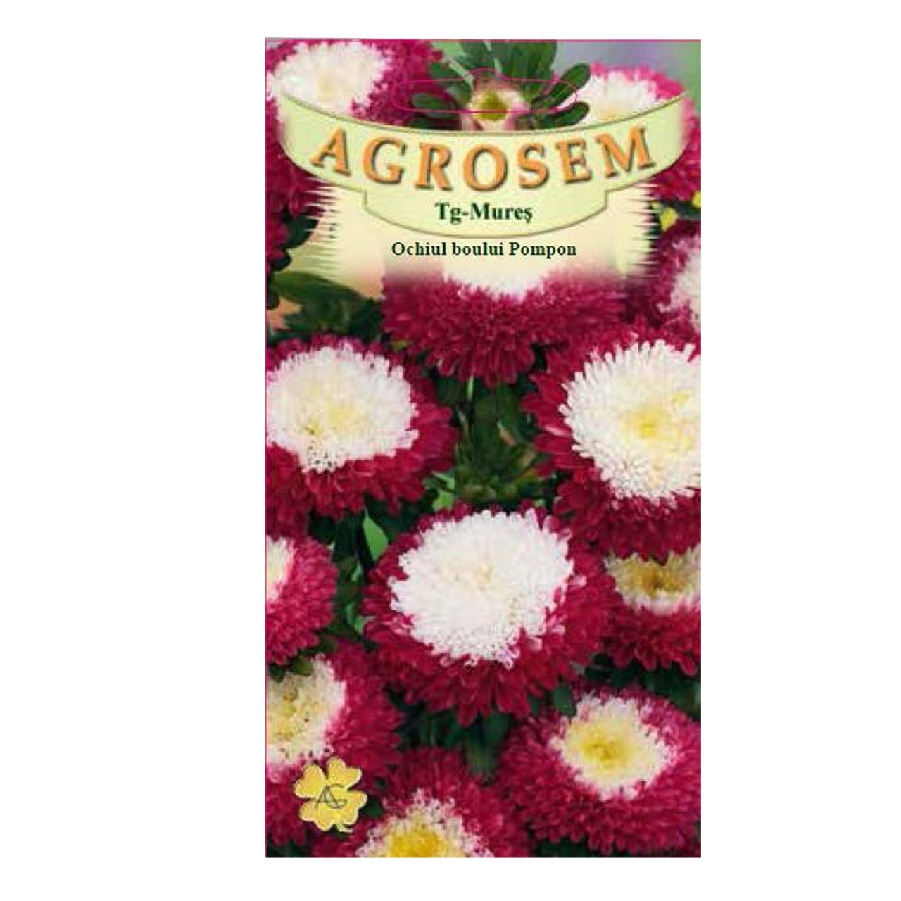 Seminte flori Ochiul boului Pompon (Callistephus chinensis) rosu cu alb 0.4g