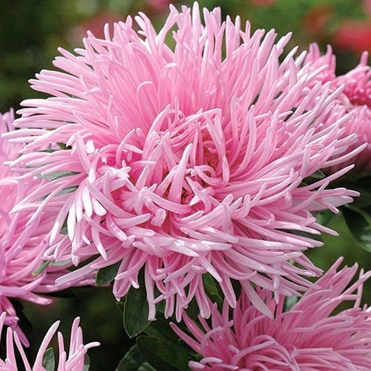 Seminte flori Ochiul Boului Strahlen (Callistephus Chinensis) roz 1g