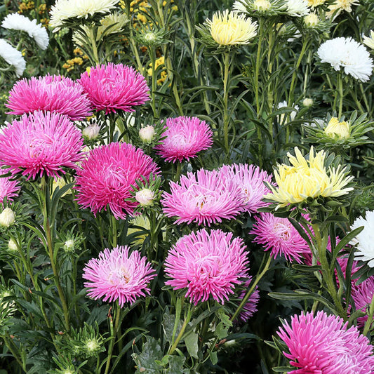 Seminte flori Ochiul Boului Strahlen (Callistephus Chinensis) roz 1g