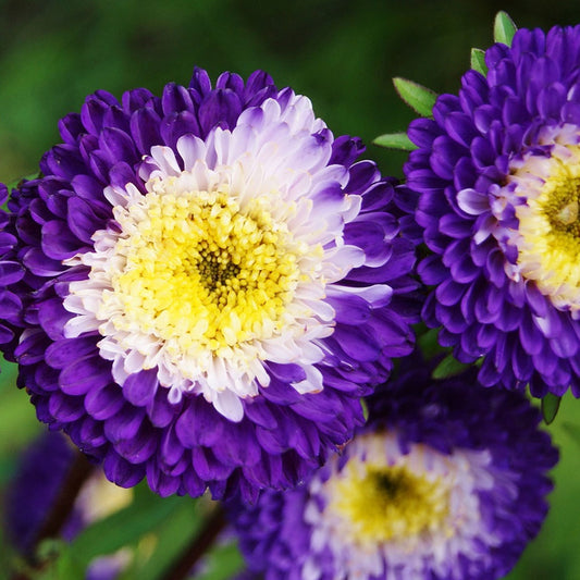 Seminte flori Ochiul boului Pompon (Callistephus chinensis) albastru cu alb 0.3g