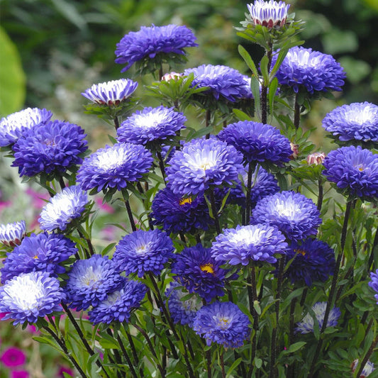 Seminte flori Ochiul boului Pompon (Callistephus chinensis) albastru cu alb 0.3g