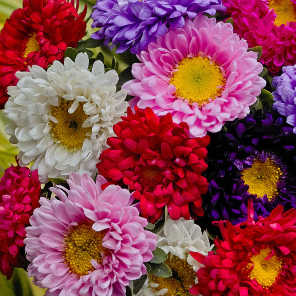 Seminte flori Ochiul boului Tufa Americana (Callistephus chinensis) mix 1g