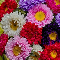 Thumbnail for Seminte flori Ochiul boului Tufa Americana (Callistephus chinensis) mix 1g