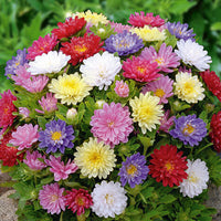 Thumbnail for Seminte flori Ochiul boului pitic (Callistephus chinensis) mix 1g