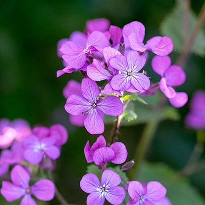 Seminte flori Pana zburatorului (Lunaria annua) violet 0.6g