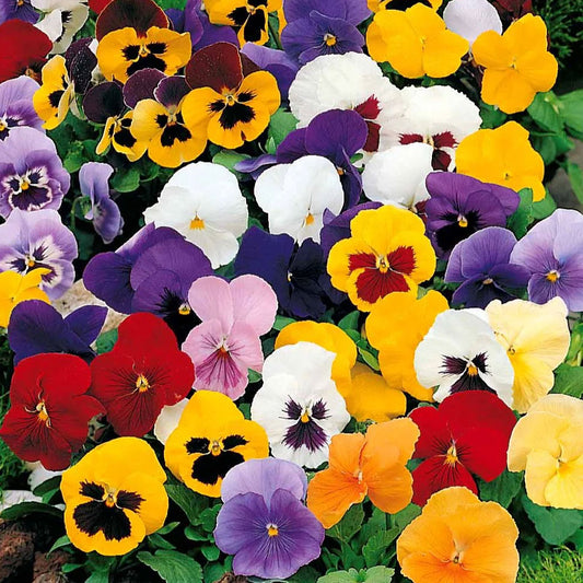 Seminte flori Panselute (Viola wittrockiana) mix 0.25g