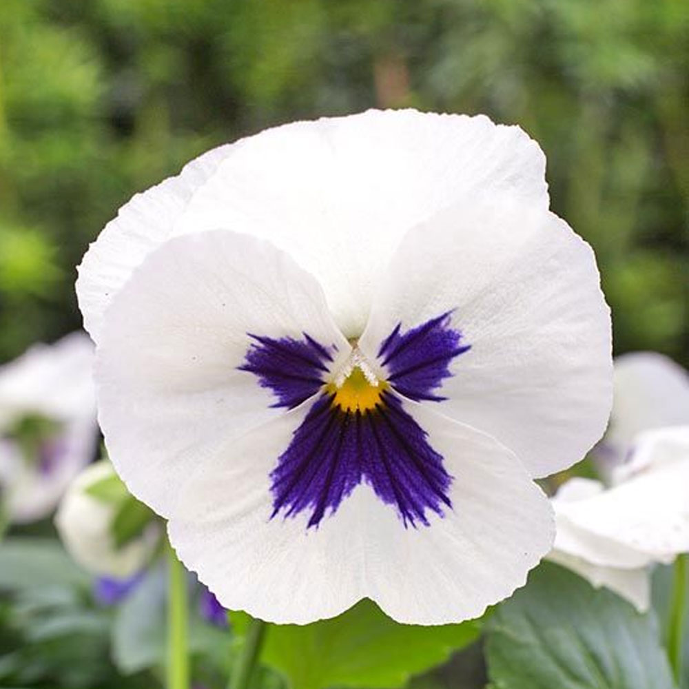 Seminte Panselute Rococo Seminte flori Panselute (Viola x witrockiana) albe cu ochi albastri 0 ...
