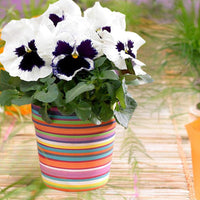 Thumbnail for Seminte flori Panselute (Viola x witrockiana) albe cu ochi albastri 0.25g