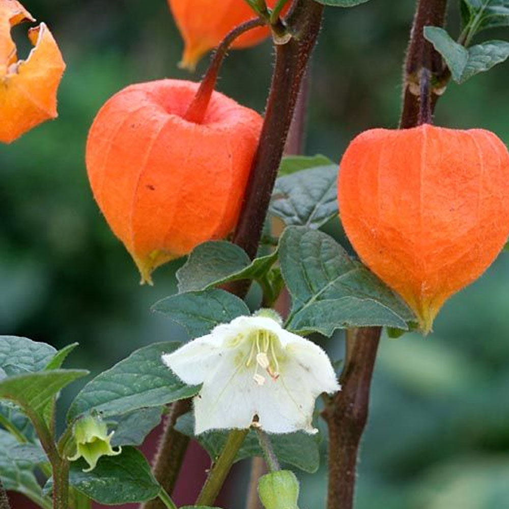 Seminte flori Papalau (Physalis alkekengi) alb 0.2g