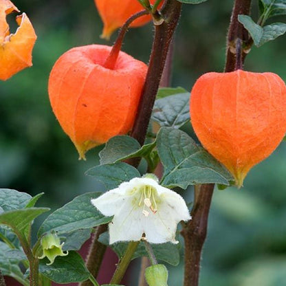 Seminte flori Papalau (Physalis alkekengi) alb 0.2g