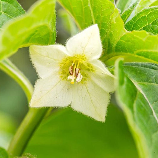 Seminte flori Papalau (Physalis alkekengi) alb 0.2g