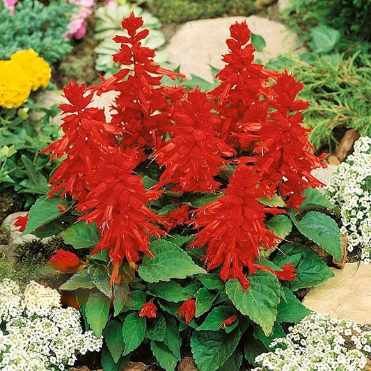Seminte flori Salvie (Salvia splendens) Magic fire rosu pitic 0.5g