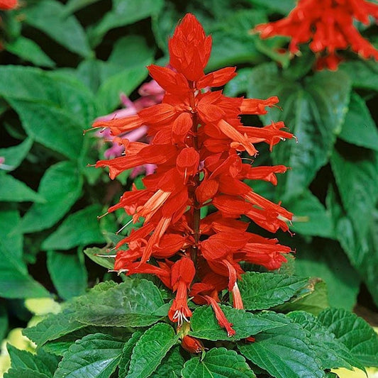 Seminte flori Salvie (Salvia splendens) Magic fire rosu pitic 0.5g