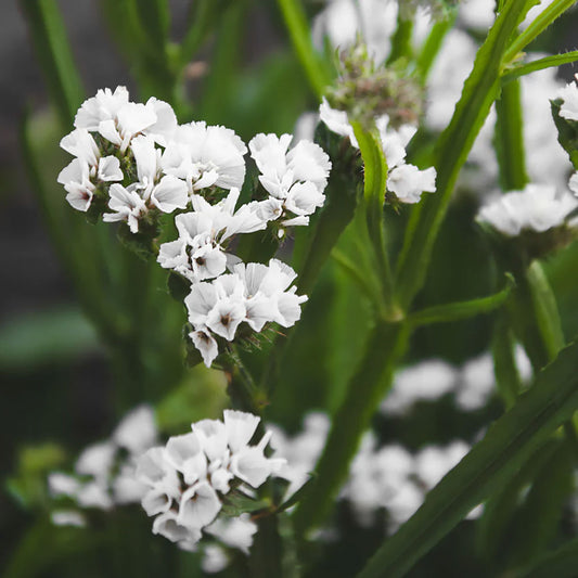 Seminte flori Saraturica (Limonium sinuatum) alba 0.1g