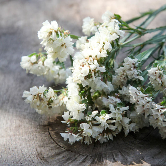 Seminte flori Saraturica (Limonium sinuatum) alba 0.1g