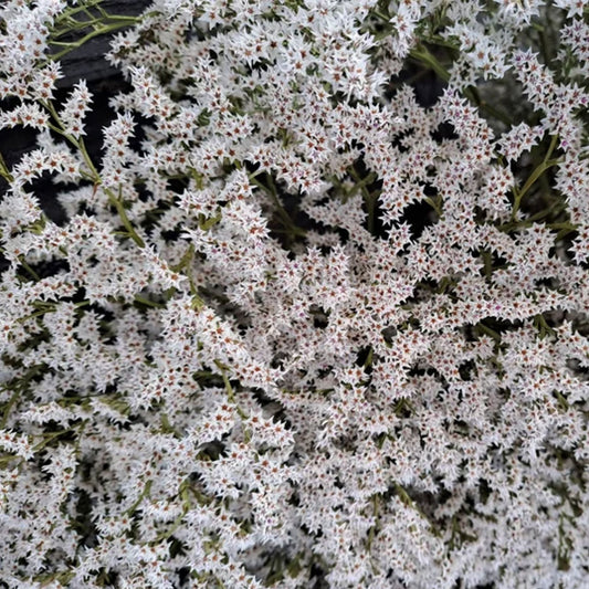 Seminte flori Saraturica perena (Limonium tataricum) alba 0.2g