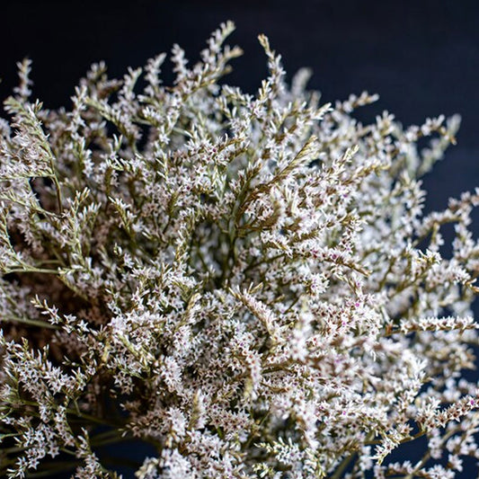 Seminte flori Saraturica perena (Limonium tataricum) alba 0.05g