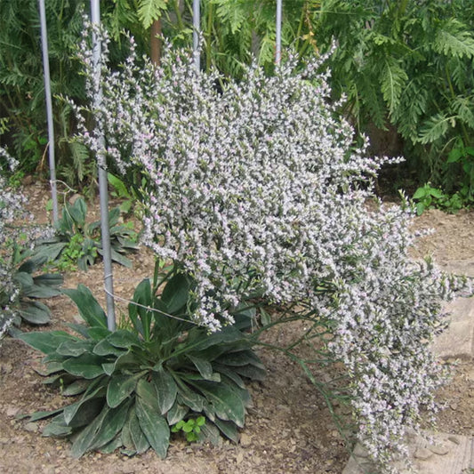 Seminte flori Saraturica perena (Limonium tataricum) alba 0.05g
